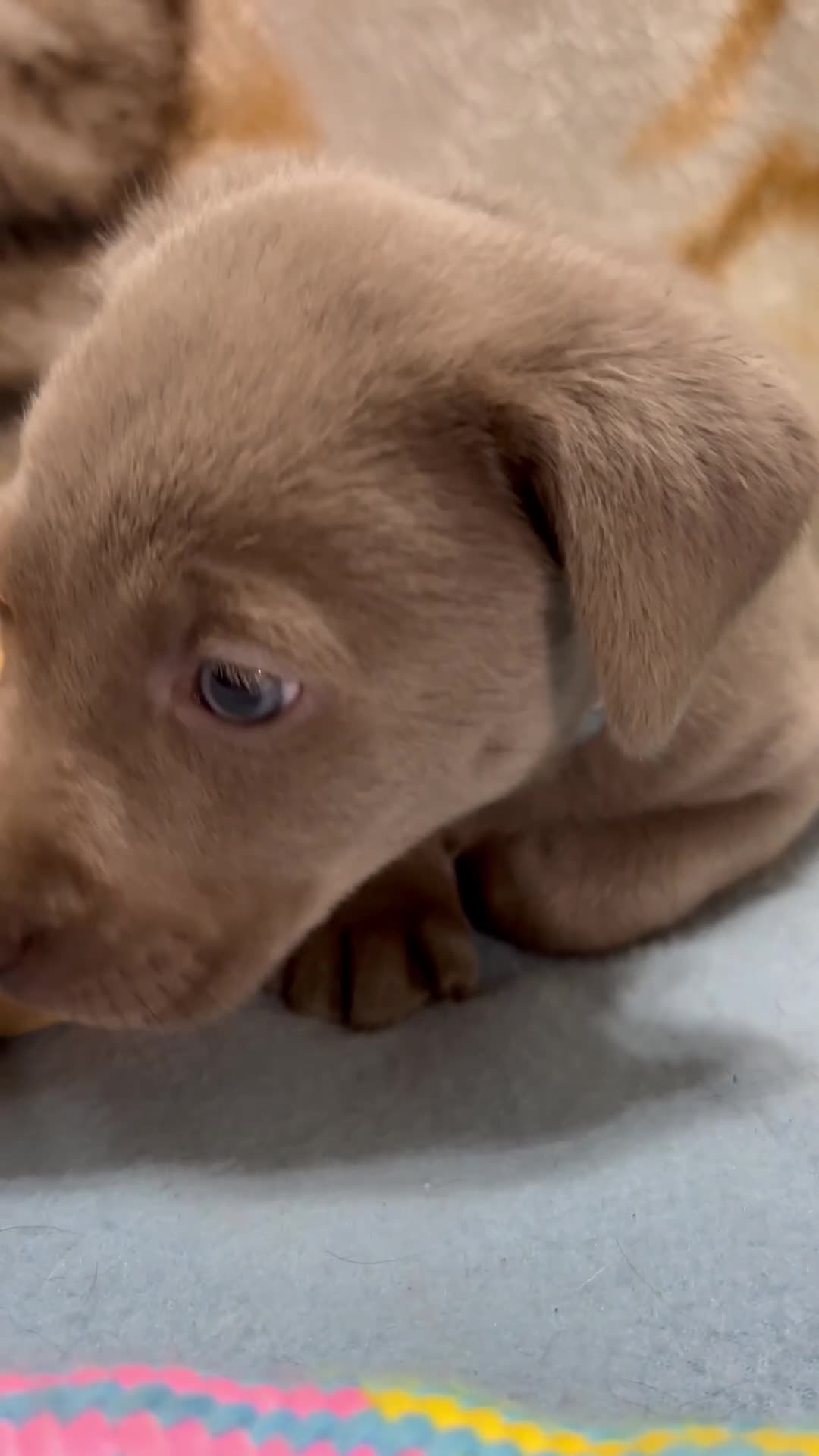 Labrador Retriever dogs for sale: Bella - Video 3