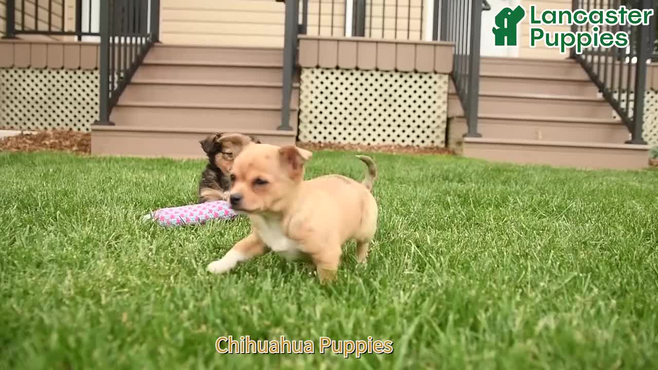 Chihuahua dogs for sale: Marlene - Video 1