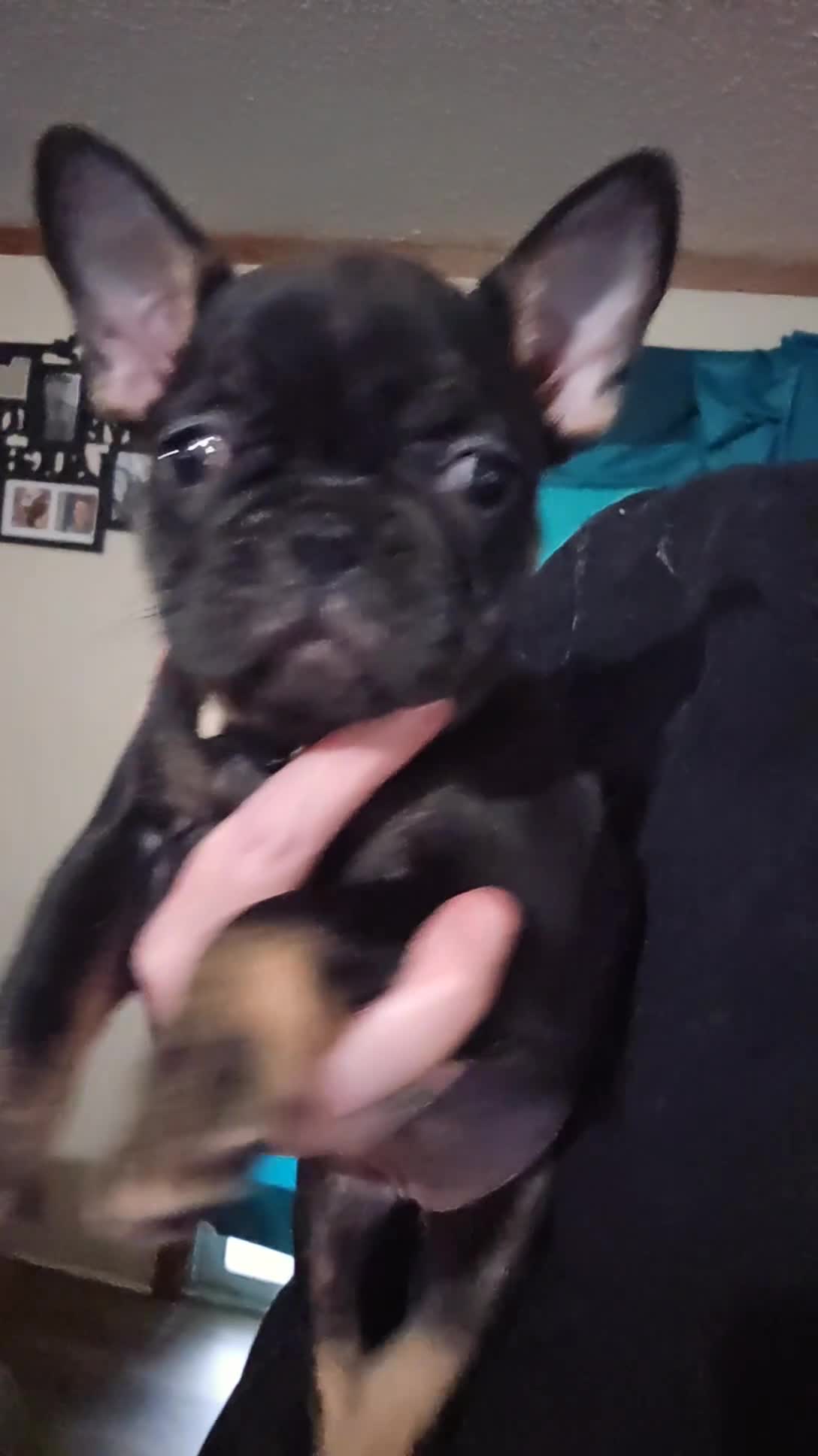 French Bulldog dogs for sale: French Bulldog Puppy 1 - Video 2