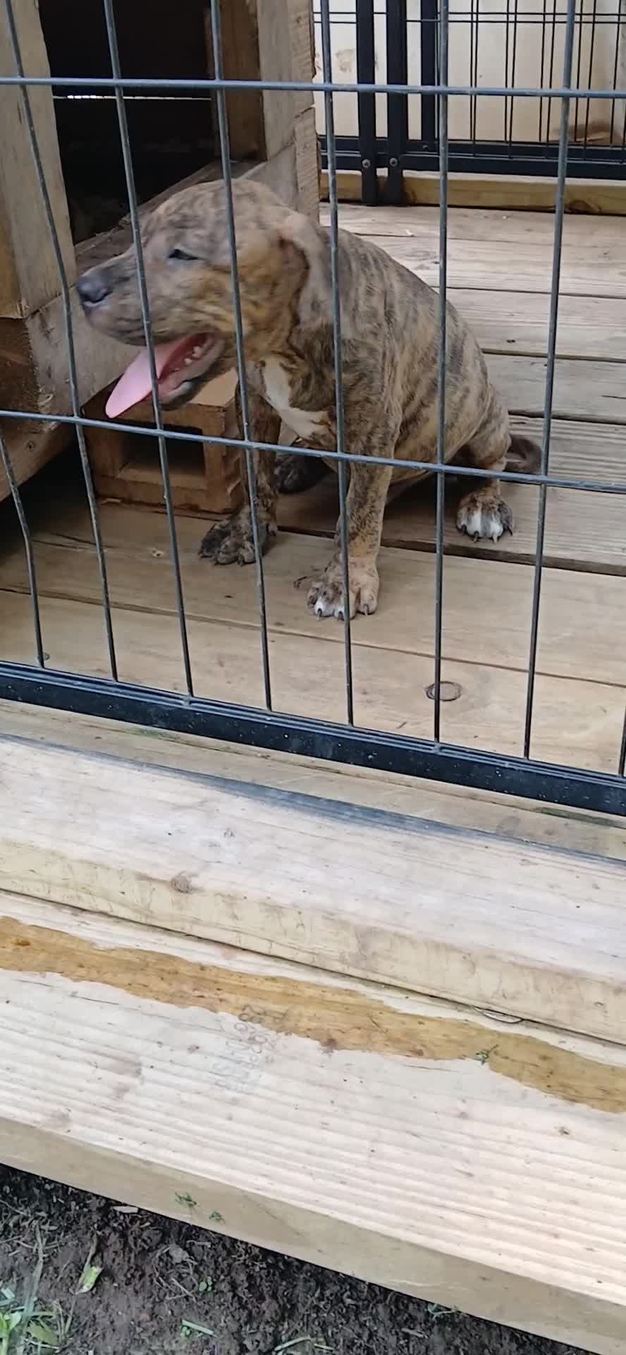 American Pit Bull Terrier dogs for sale: American Pit Bull Terrier 1 - Video 1