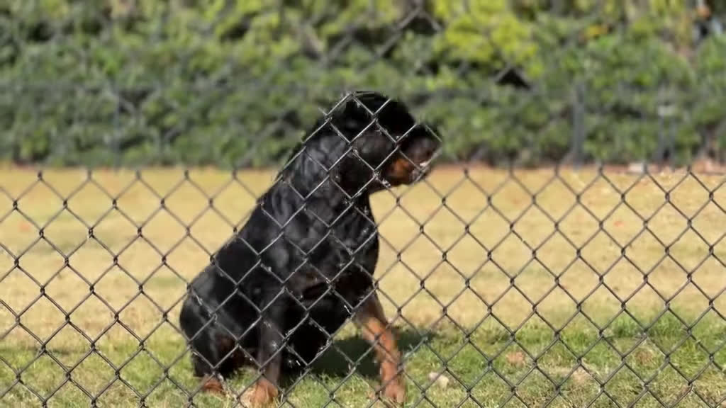 Rottweiler dogs for sale: Rottweiler Puppy 1 - Video 2