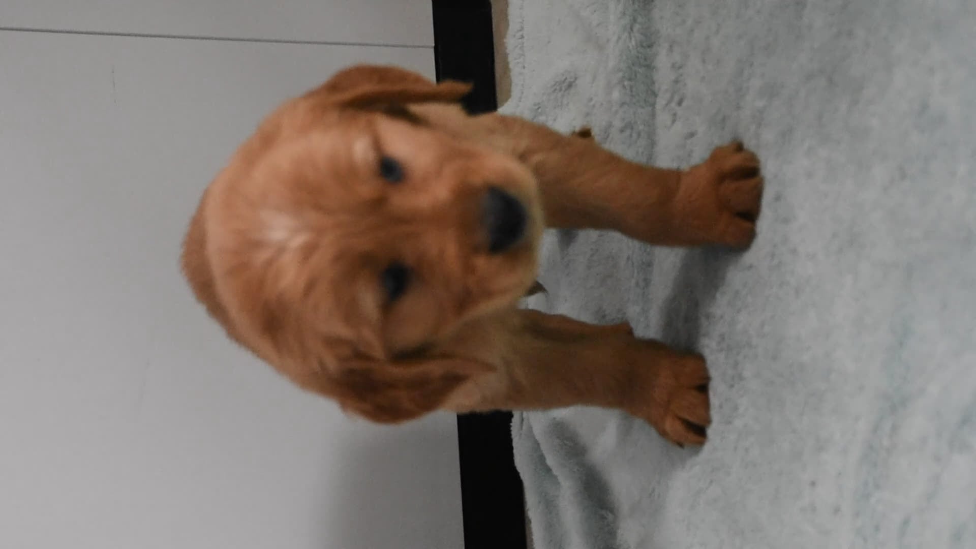 Golden Retriever dogs for sale: Sawyer   Genetic/OFA  - Video 1