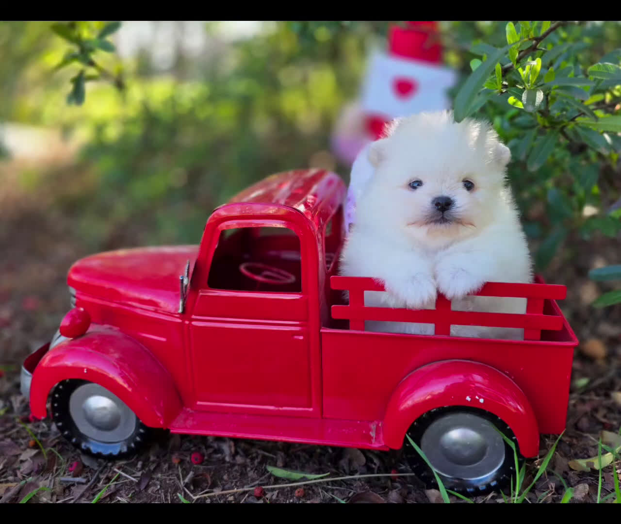 Pomeranian dogs for sale: Raphael  - Video 1
