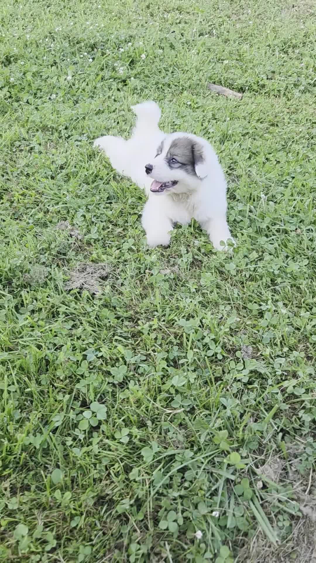 Great Pyrenees dogs for sale: George - Video 1