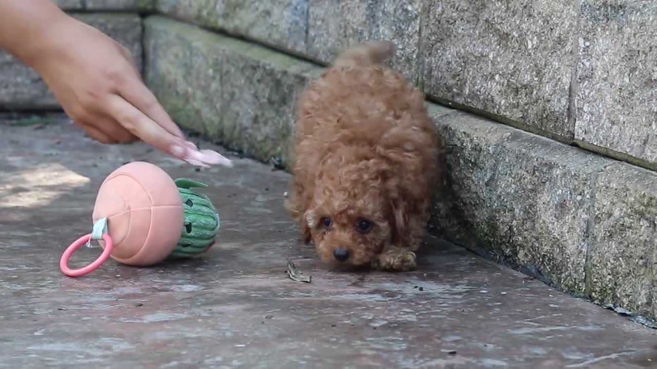 Cavapoo dogs for sale: Connor - Video 4