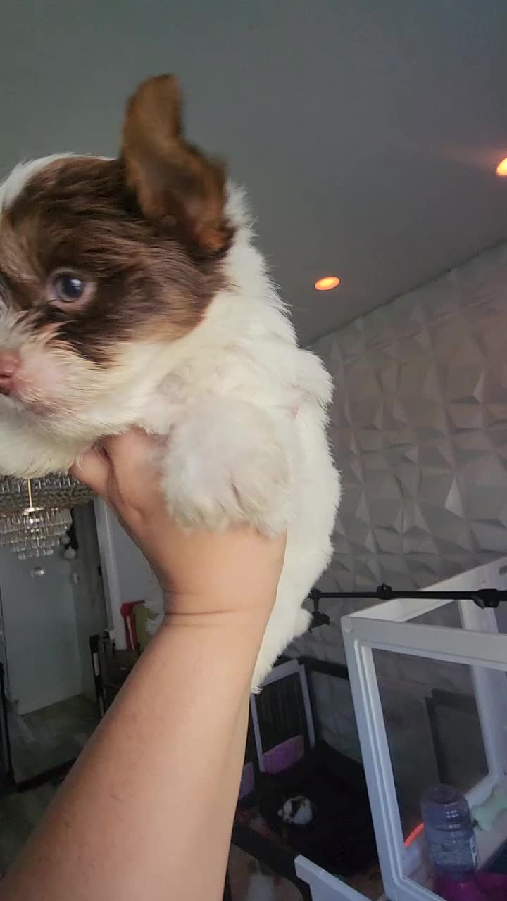 Biewer Terrier dogs for sale: Biewer Terrier 6 - Video 1