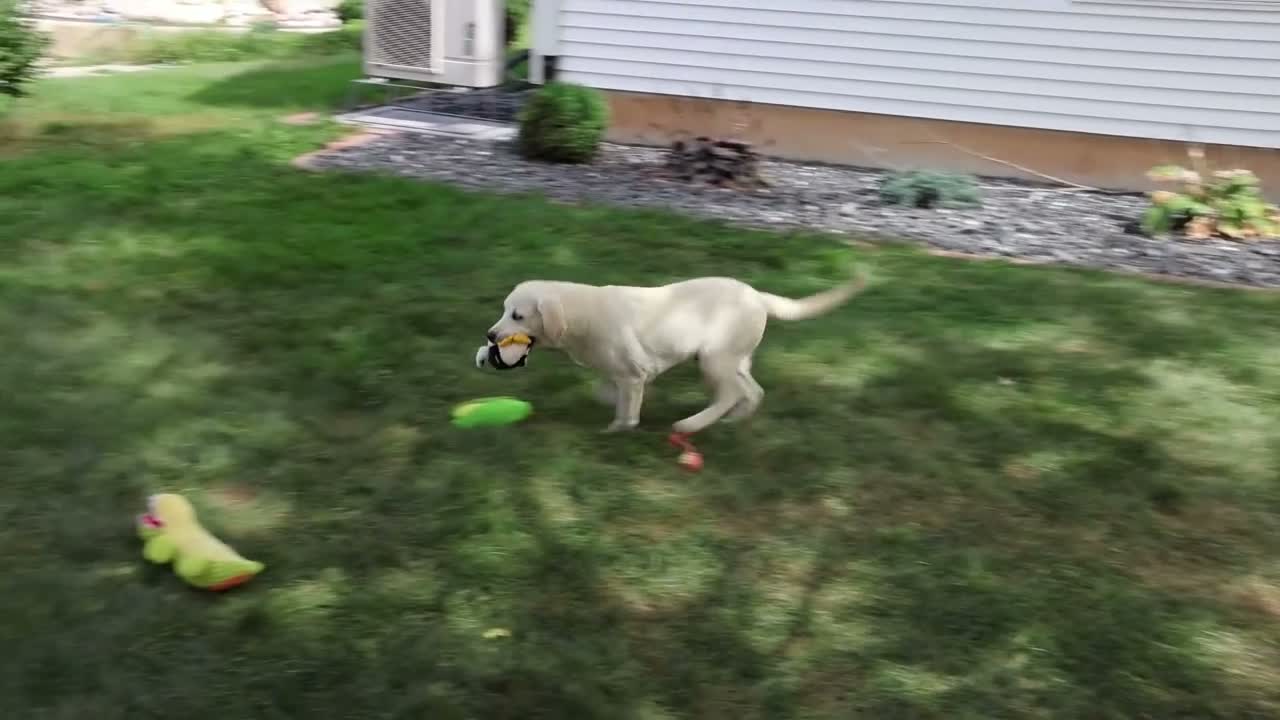 Labrador Retriever dogs for sale: Phineas - Video 1