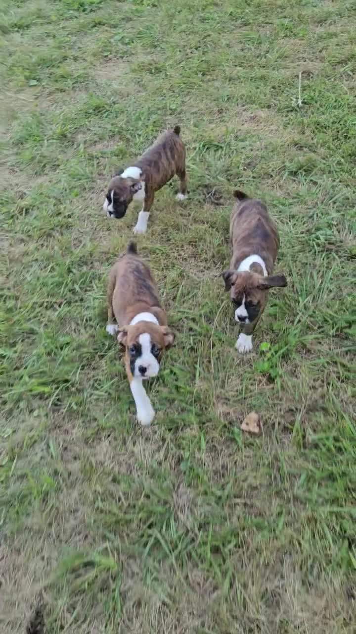 Boxer dogs for sale: Boxer 6 - Video 1