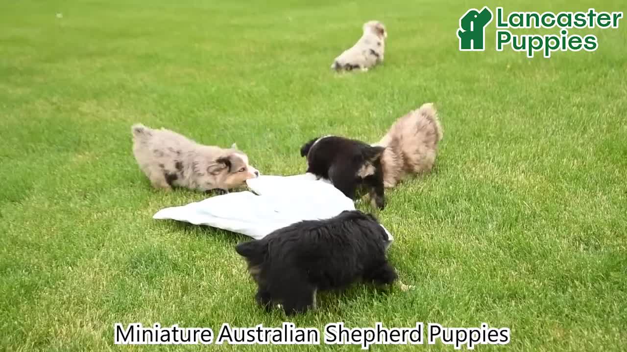 Miniature Australian Shepherd dogs for sale: Sheldon - Video 1