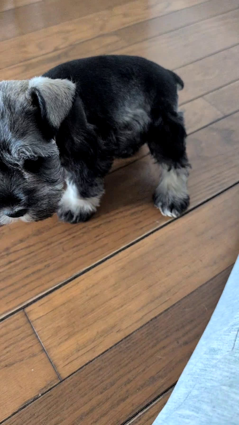 Miniature Schnauzer dogs for sale: Bingo - Video 1