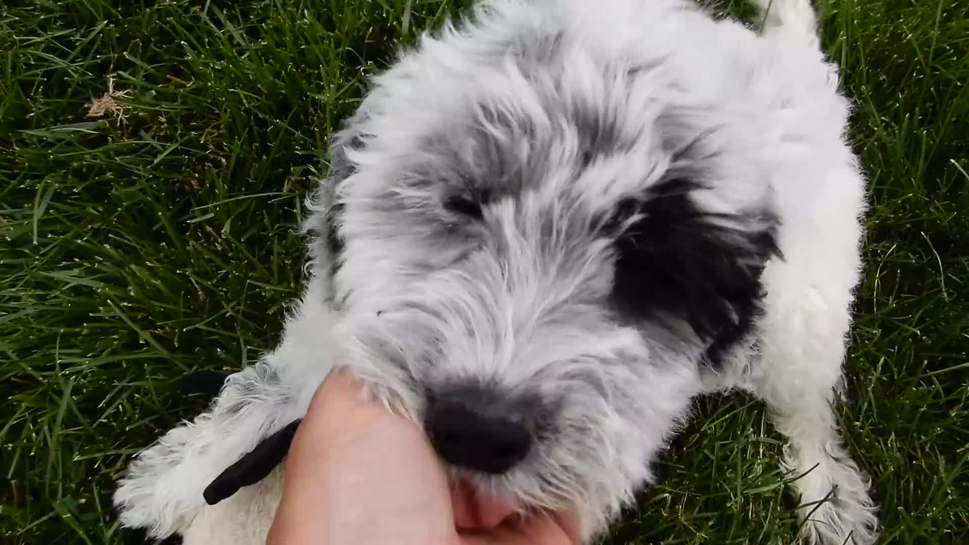 Sheepadoodle dogs for sale: Brooke-MEDIUM - Video 2