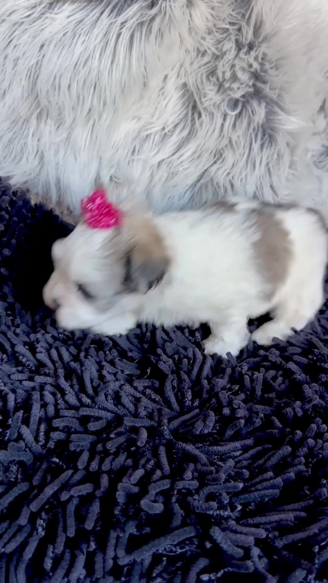 Malshi dogs for sale: Princess Aurora - Video 1