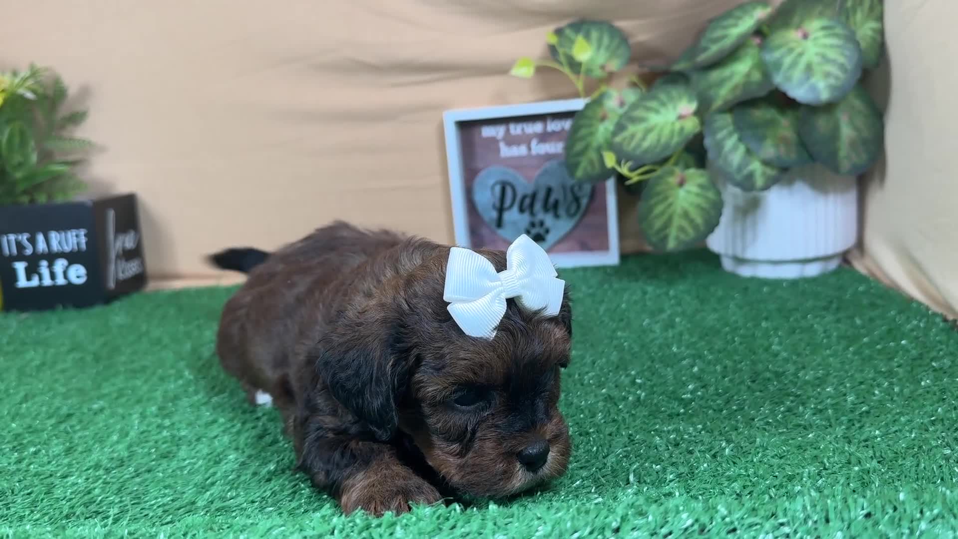 Shihpoo dogs for sale: Shihpoo 4 - Video 1