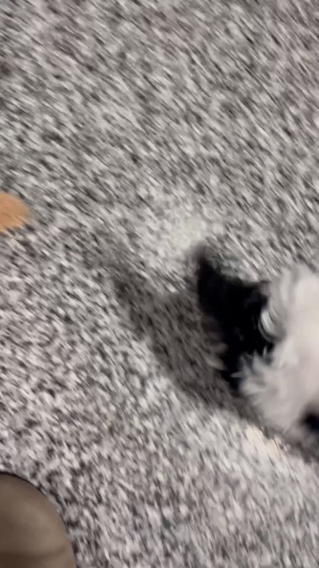 Cavapoo dogs for sale: Moose - Video 3