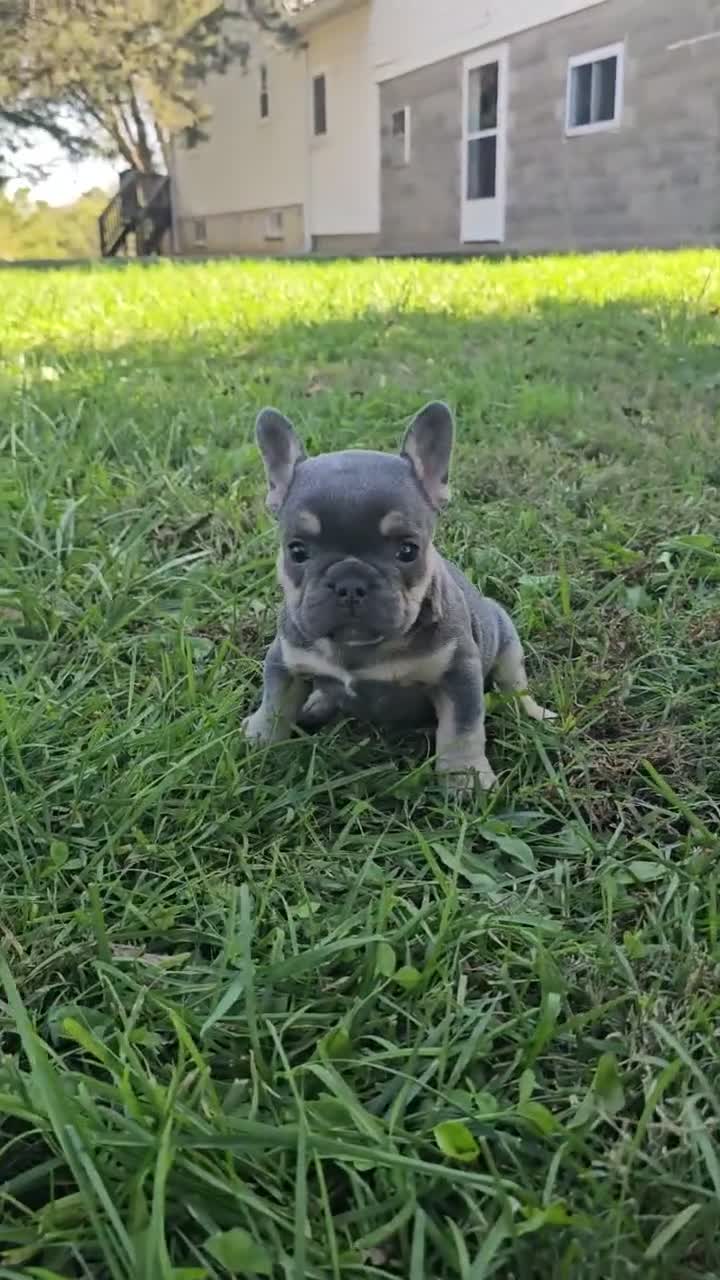 French Bulldog dogs for sale: Qutie  - Video 1