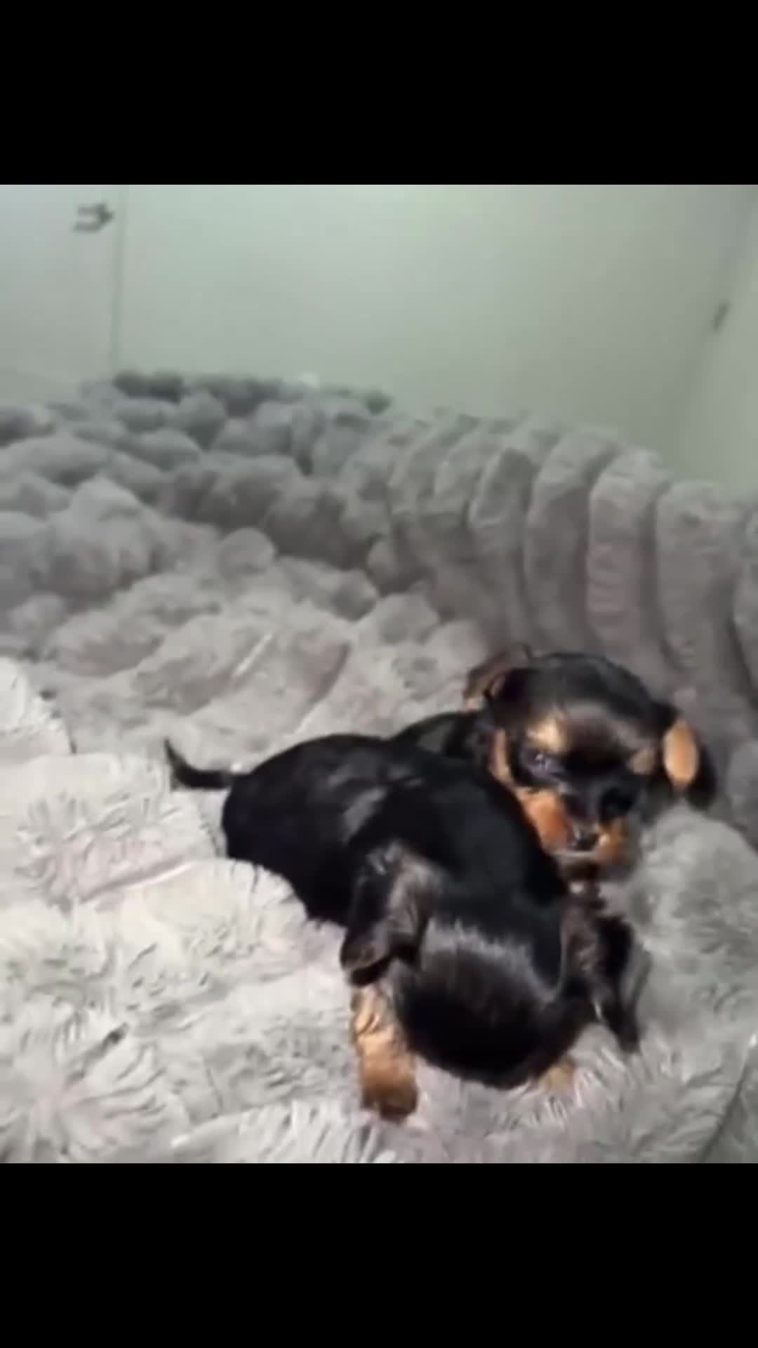 Yorkshire Terrier dogs for sale: Yorkshire Terrier Puppy 1 - Video 1