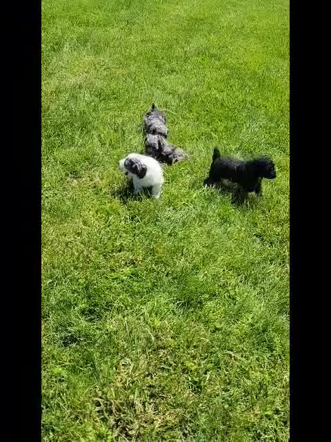 Cockapoo dogs for sale: Olivia - Video 2