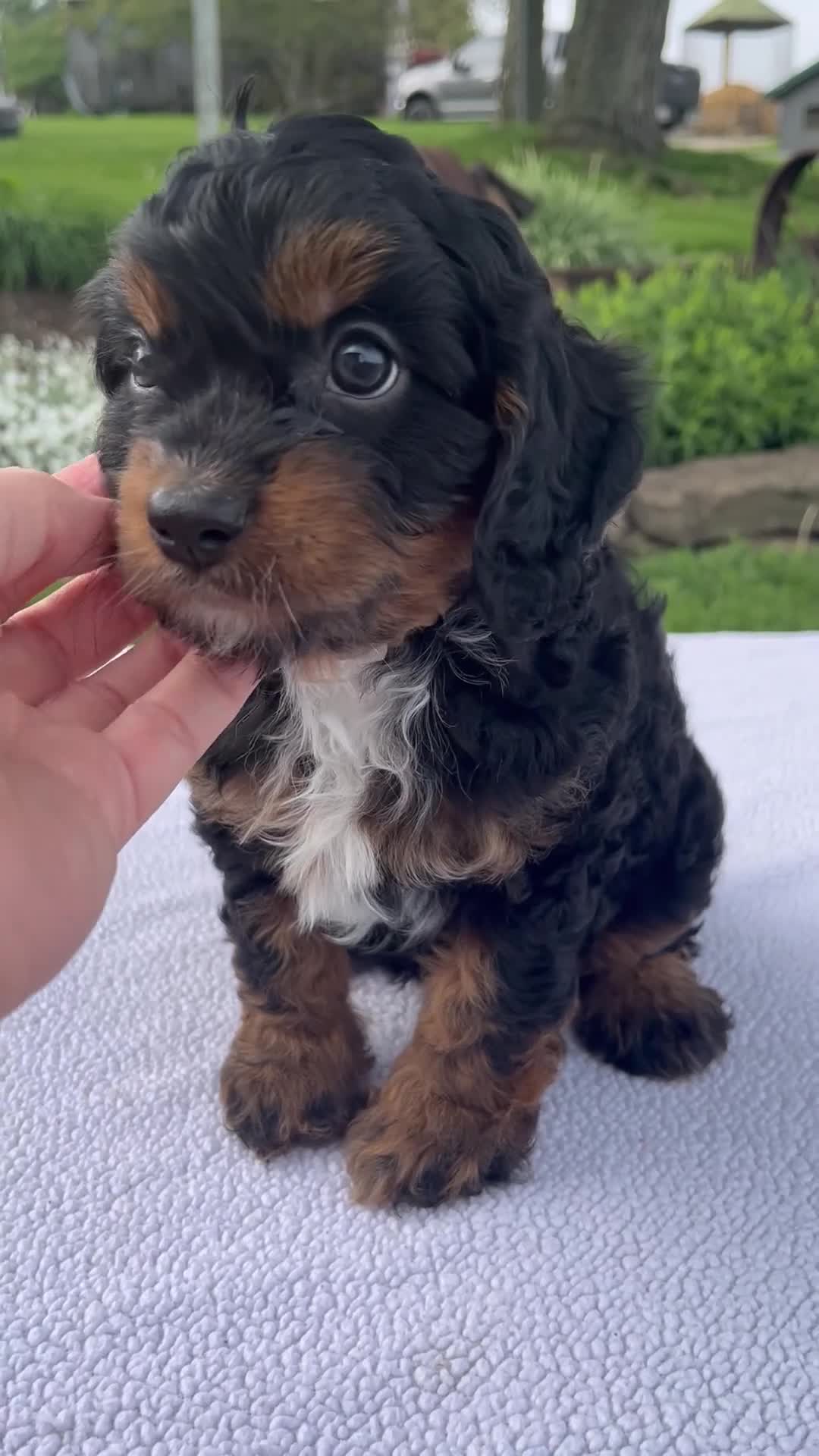 Cavapoo dogs for sale: Austin - Video 1