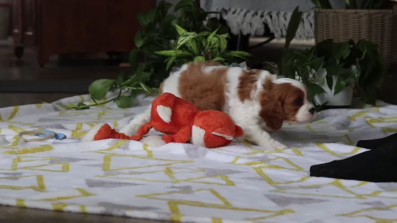 Cavalier King Charles Spaniel dogs for sale: Milo - Video 1
