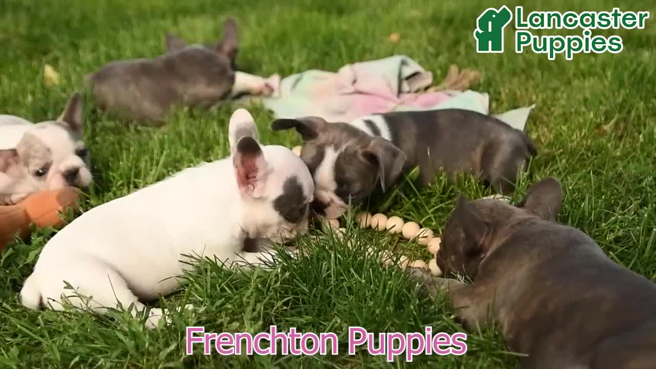 Frenchton dogs for sale: Skylar - Video 1