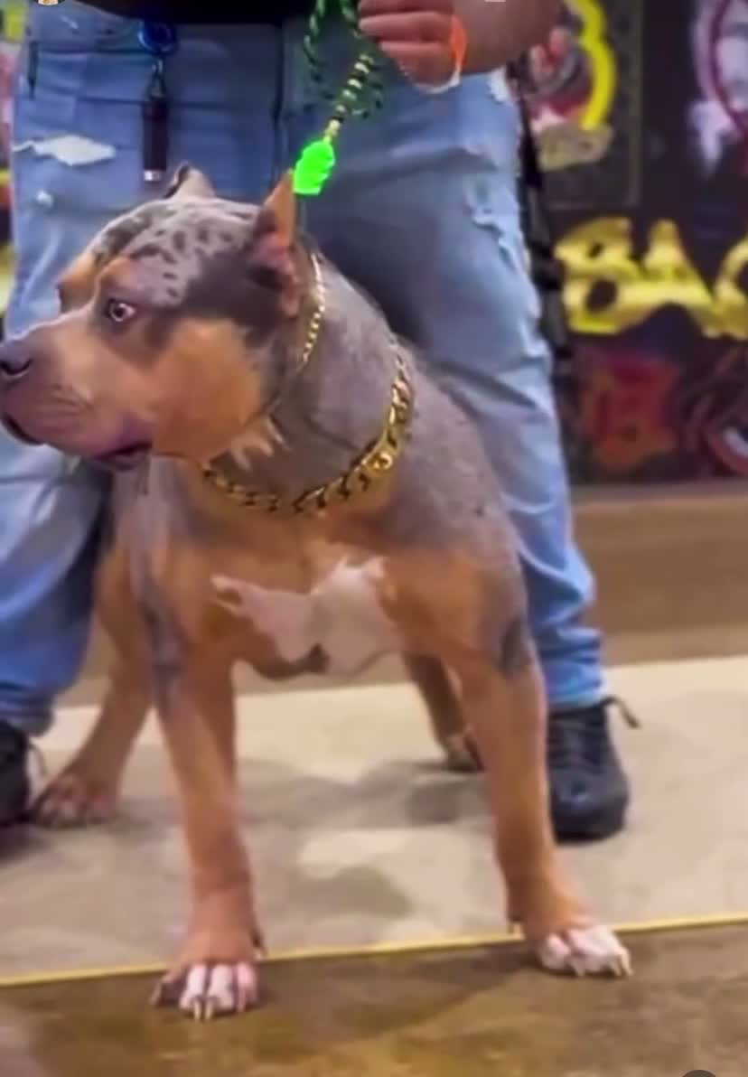 American Bully dogs for sale: American Bully 1 - Video 1