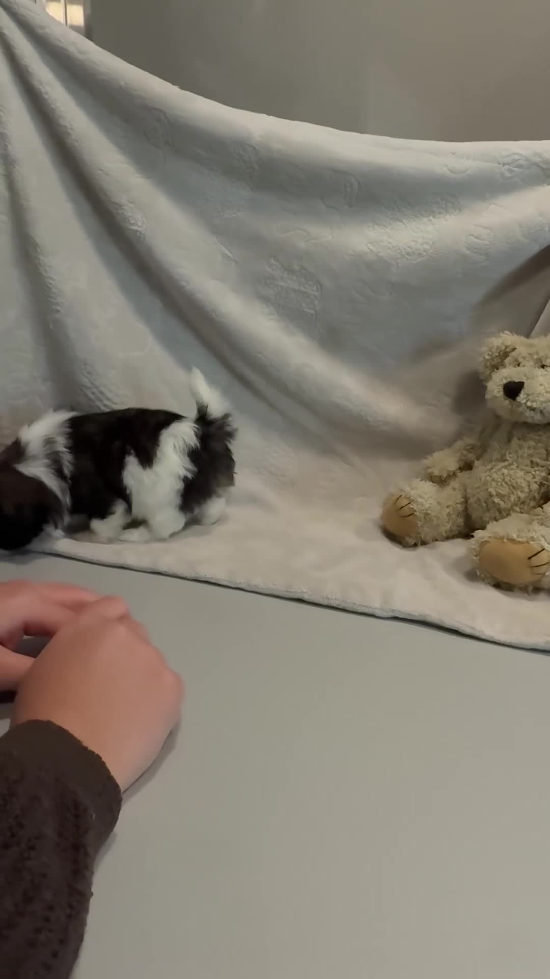 Shih Tzu dogs for sale: AKC SIMON - Video 1