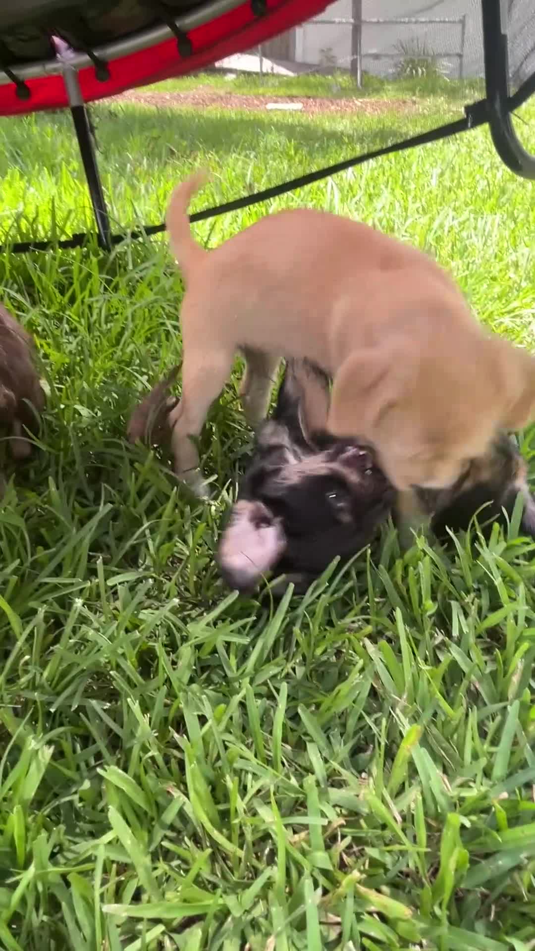 Mixed Breed dogs for sale: Mixed Breed Puppy 2 - Video 1