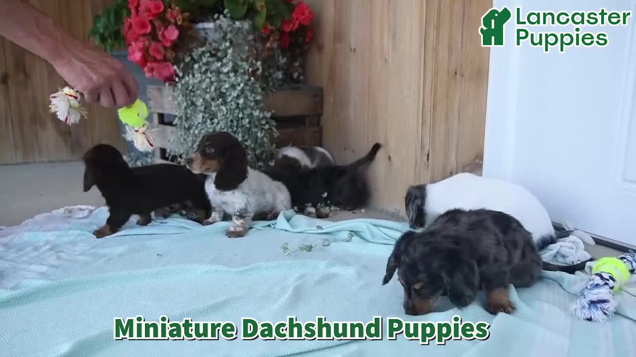 Miniature Dachshund dogs for sale: Quinn - Video 1