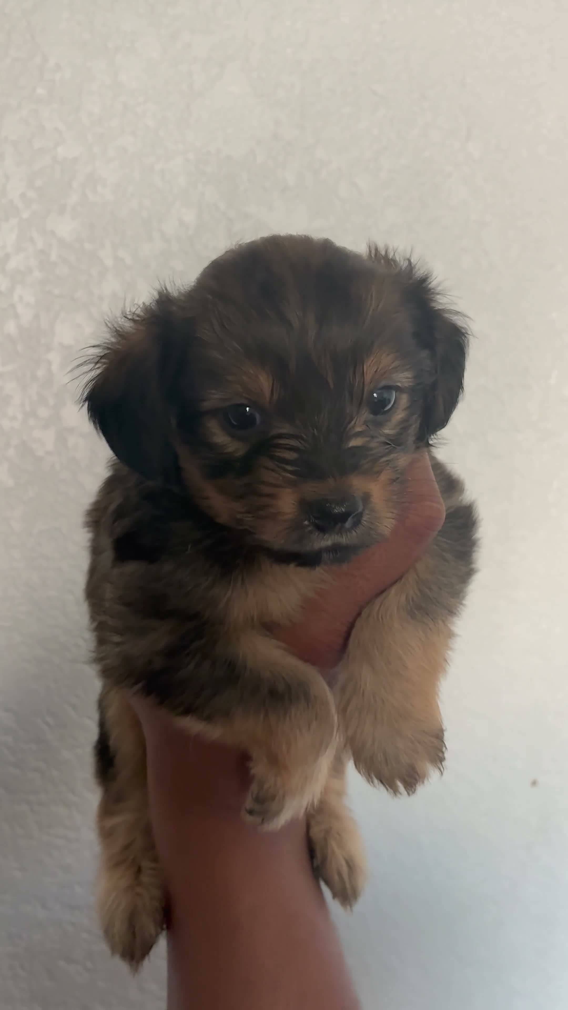 Yorkiepoo dogs for sale: Yorkiepoo 2 - Video 1