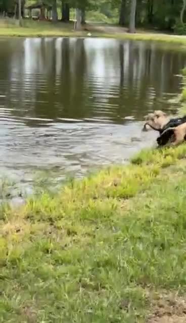 Labradoodle dogs for sale: Labradoodle Puppy 3 - Video 1