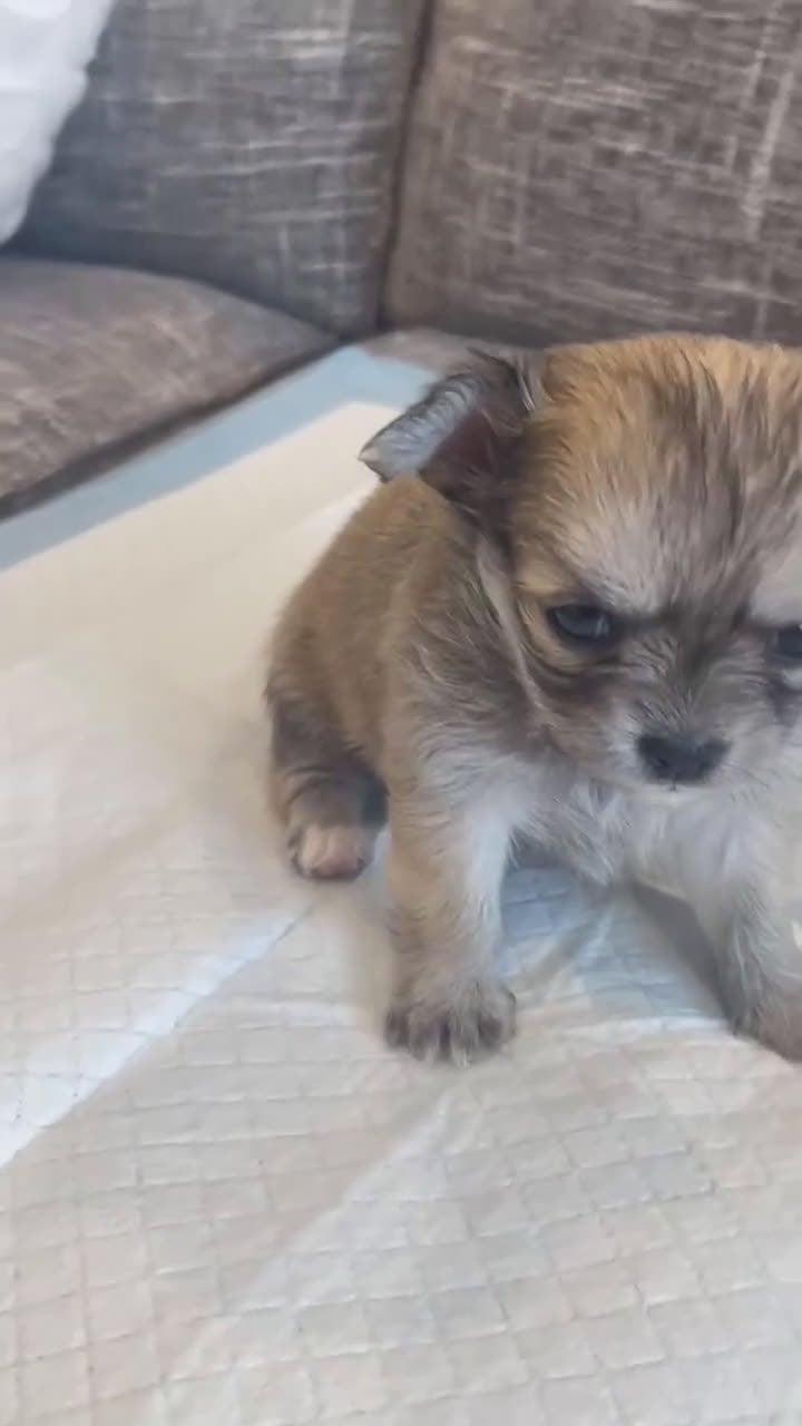 Chihuahua dogs for sale: Phoebe - Video 1