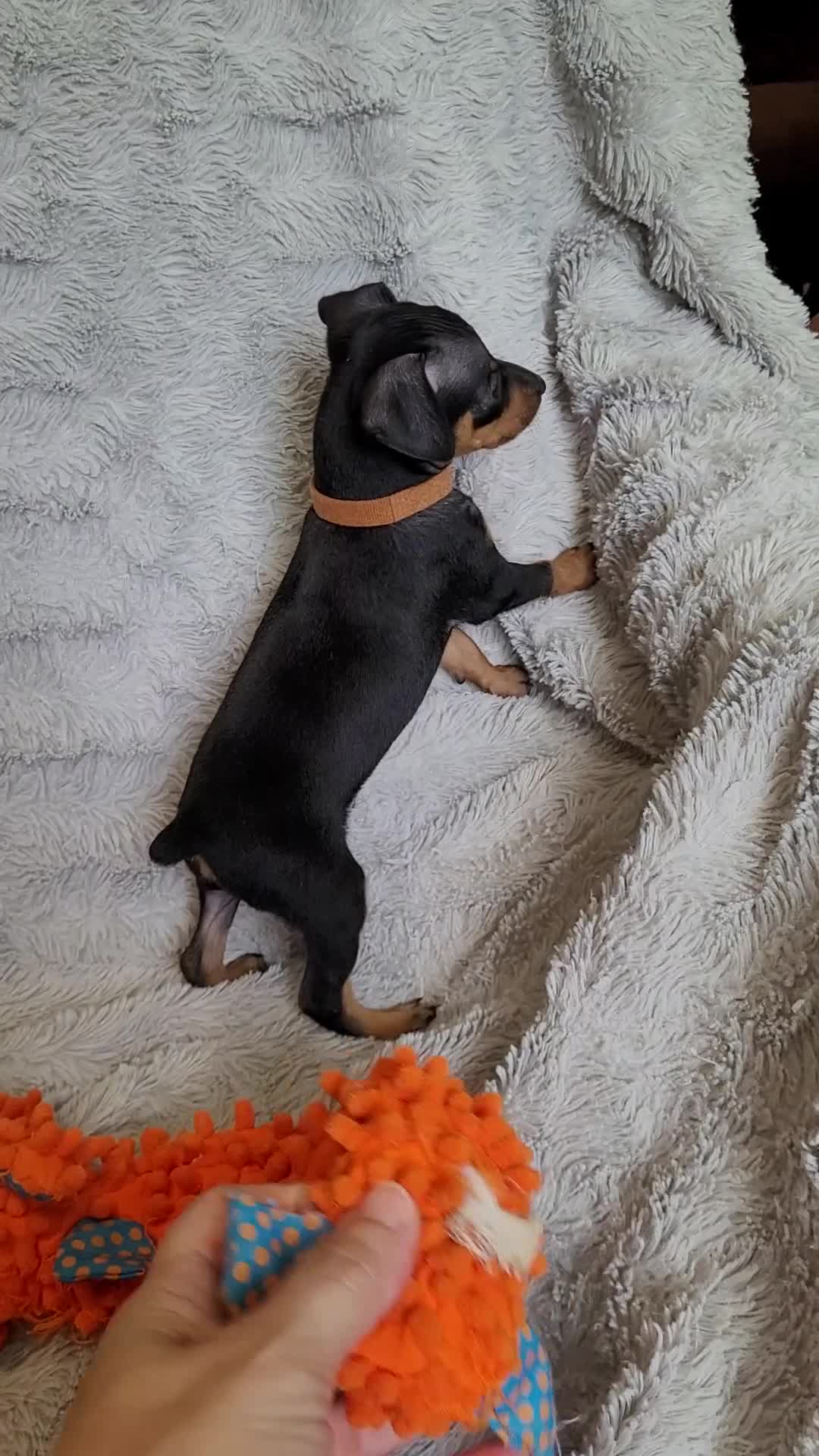 Miniature Pinscher dogs for sale: Paws 🐾  - Video 1