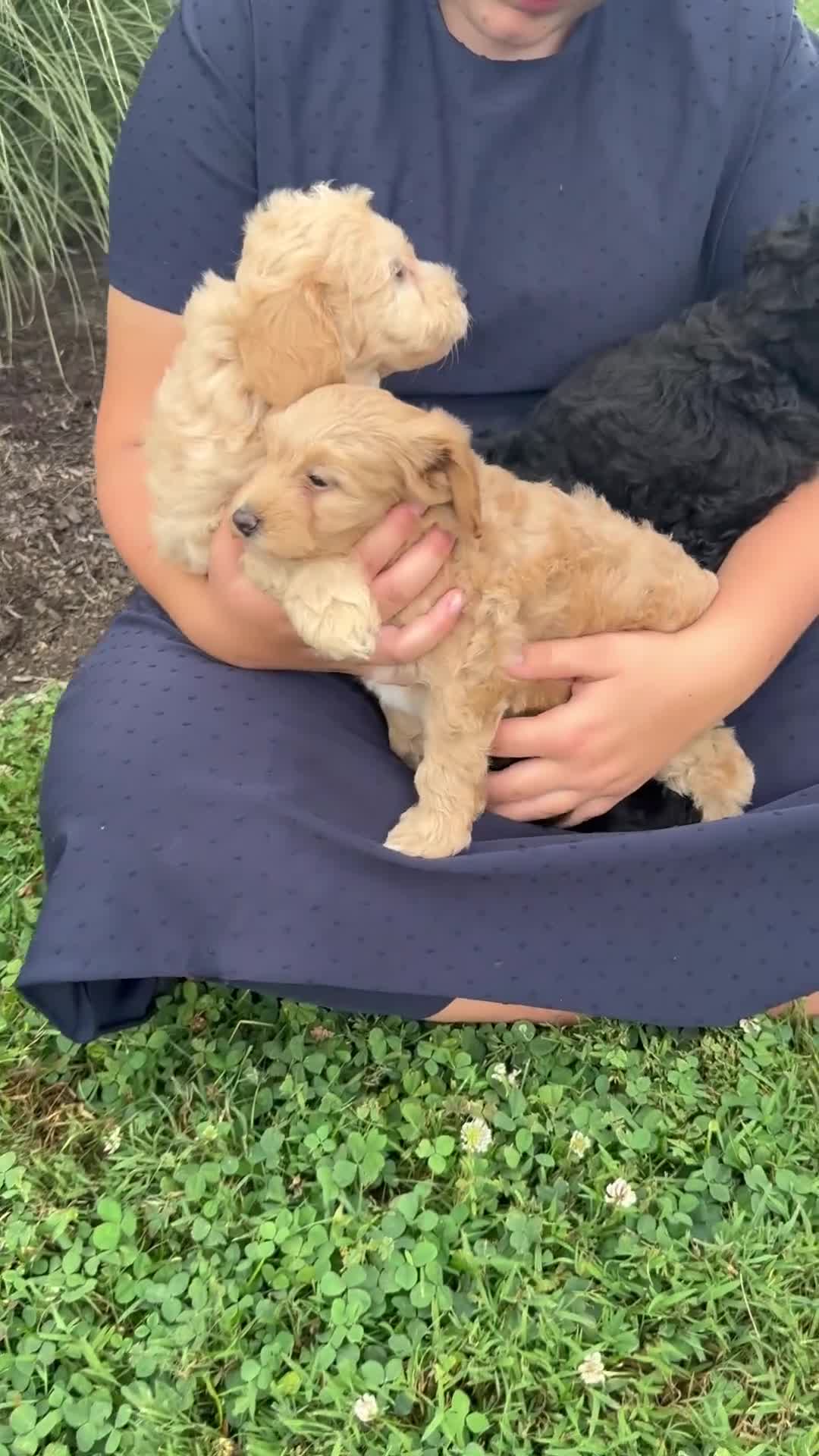 Aussiedoodle dogs for sale: Arrow - Video 2