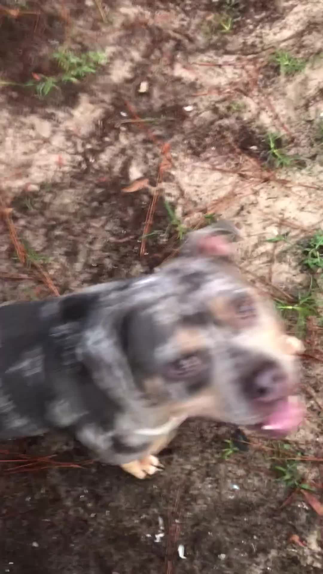 American Bulldog dogs for stud: Tank  - Video 3