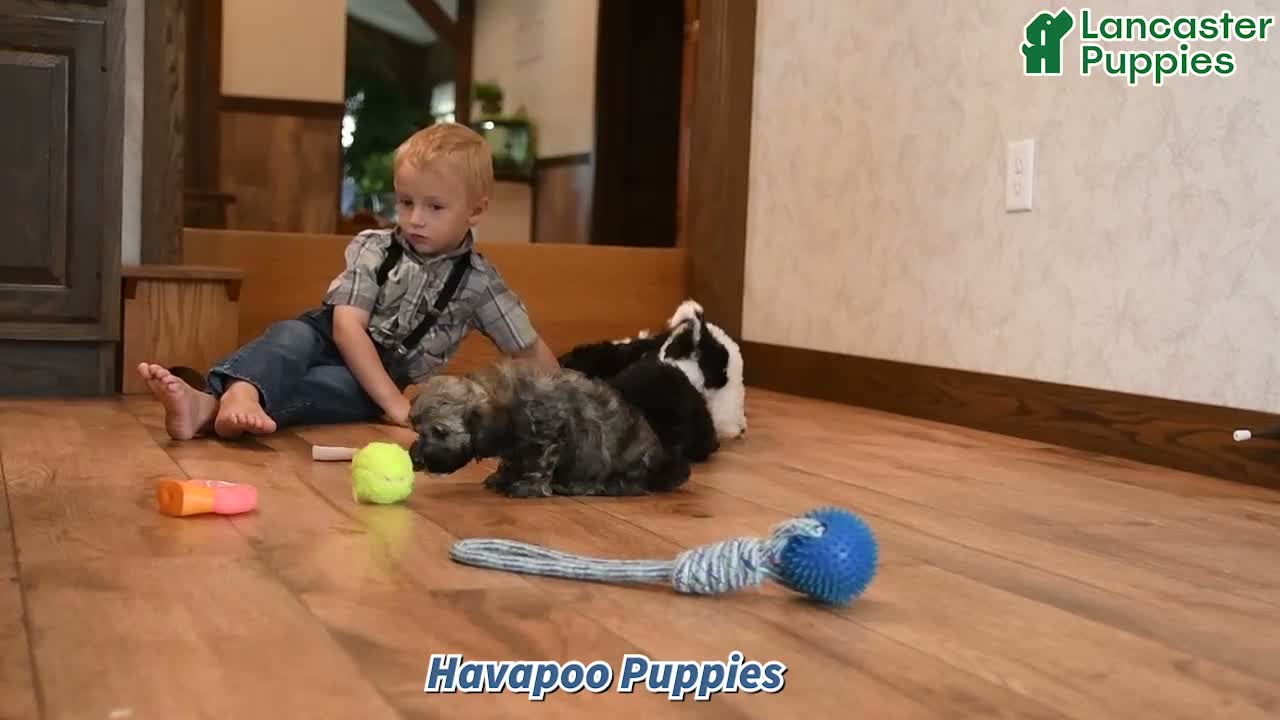 Havapoo dogs for sale: Bob - Video 1
