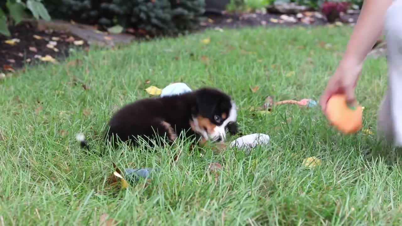 Bernese Mountain Dog dogs for sale: Dolly - Video 1