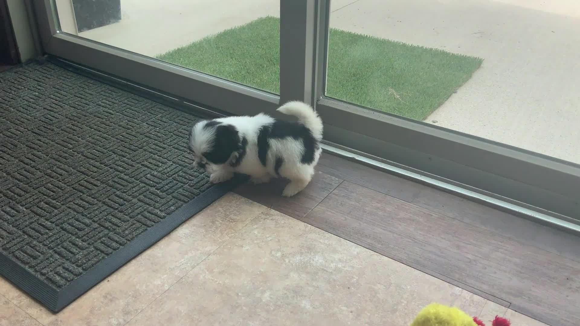 Shih Tzu dogs for sale: Oreo - Video 1