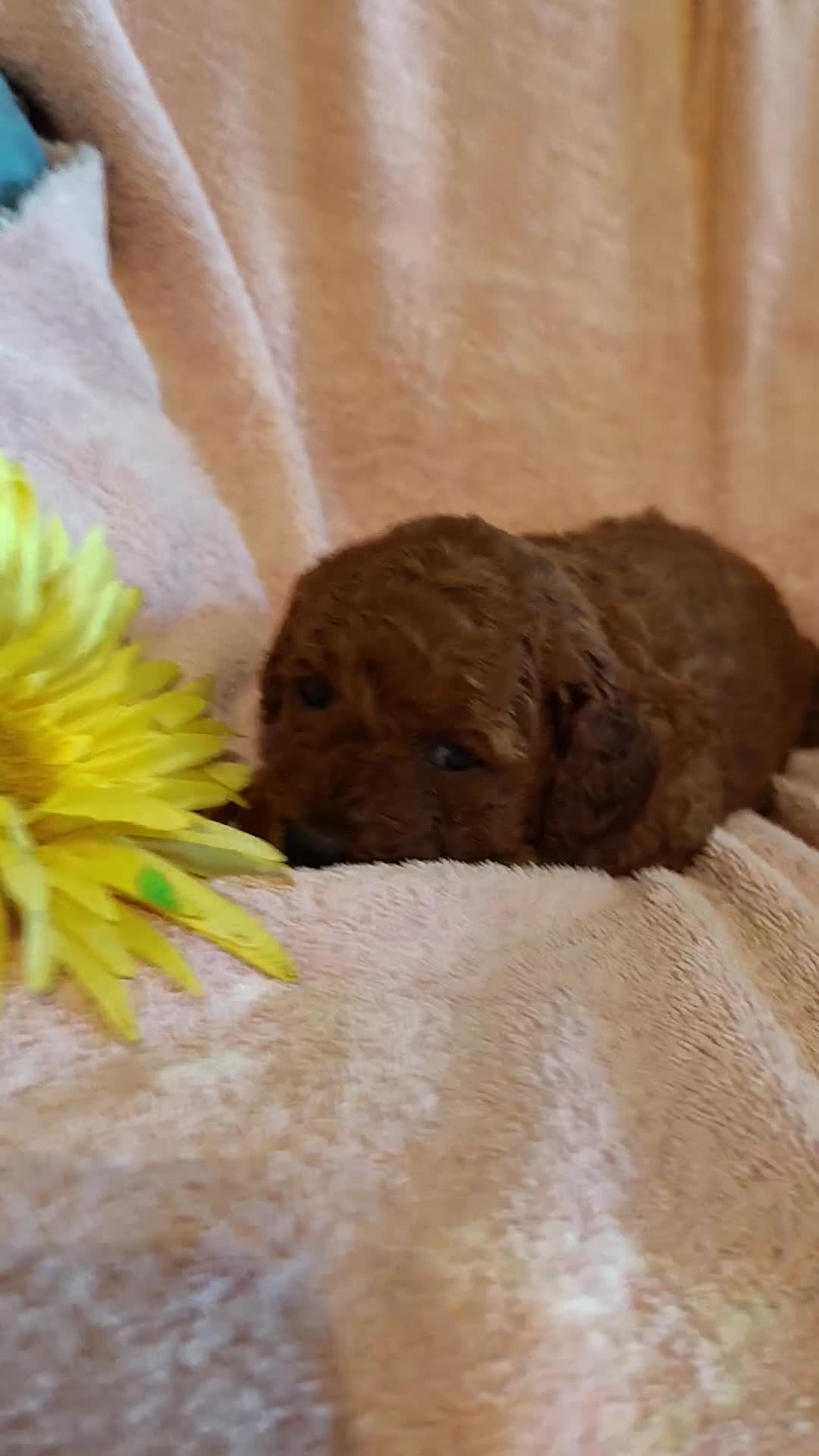 Mini Goldendoodle dogs for sale: Sunshine - Video 1