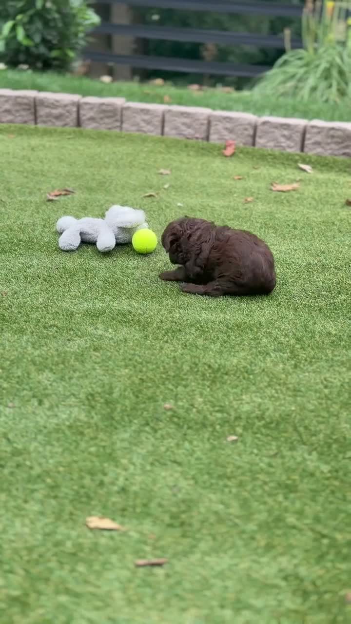 Aussiedoodle dogs for sale: Rusty - Video 1