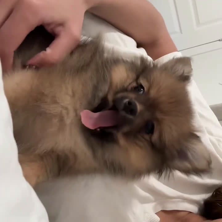 Pomeranian dogs for sale: Pomeranian Puppy 1 - Video 1