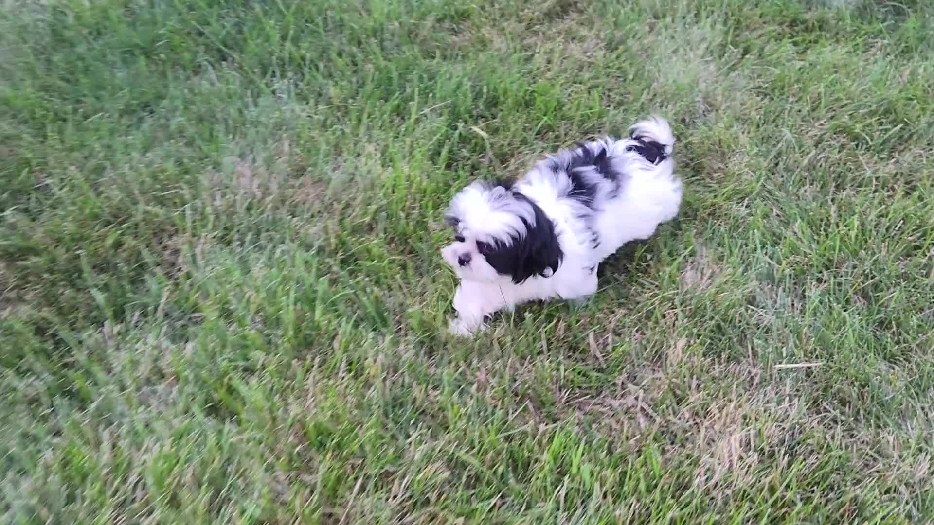 Shih Tzu dogs for sale: Teddy - Video 1