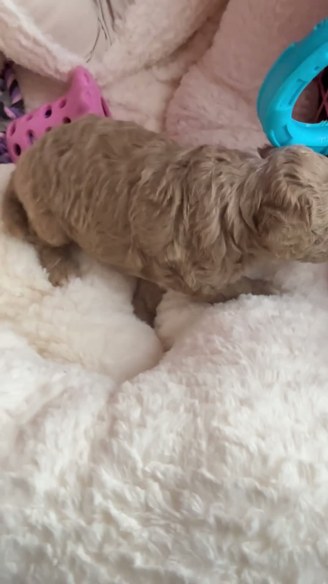 Mixed Breed dogs for sale: Honey - Video 1