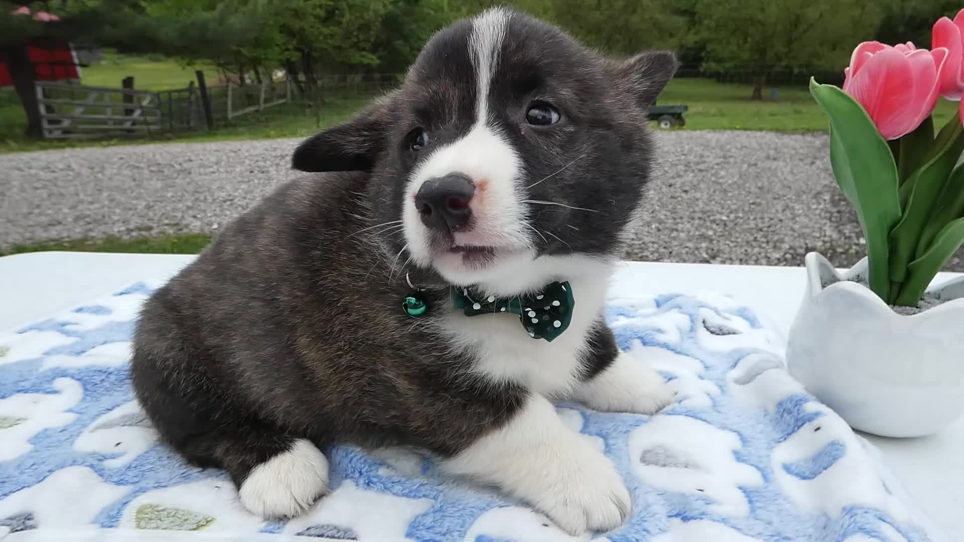 Welsh Corgi Pembroke dogs for sale: Welsh Corgi Pembroke Puppy 1 Wenzel - Video 1