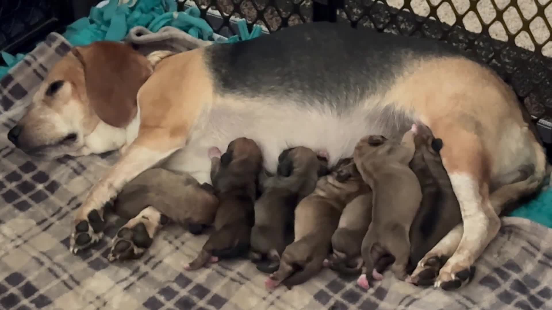 Puggle dogs for sale: Light pink collar  - Video 3