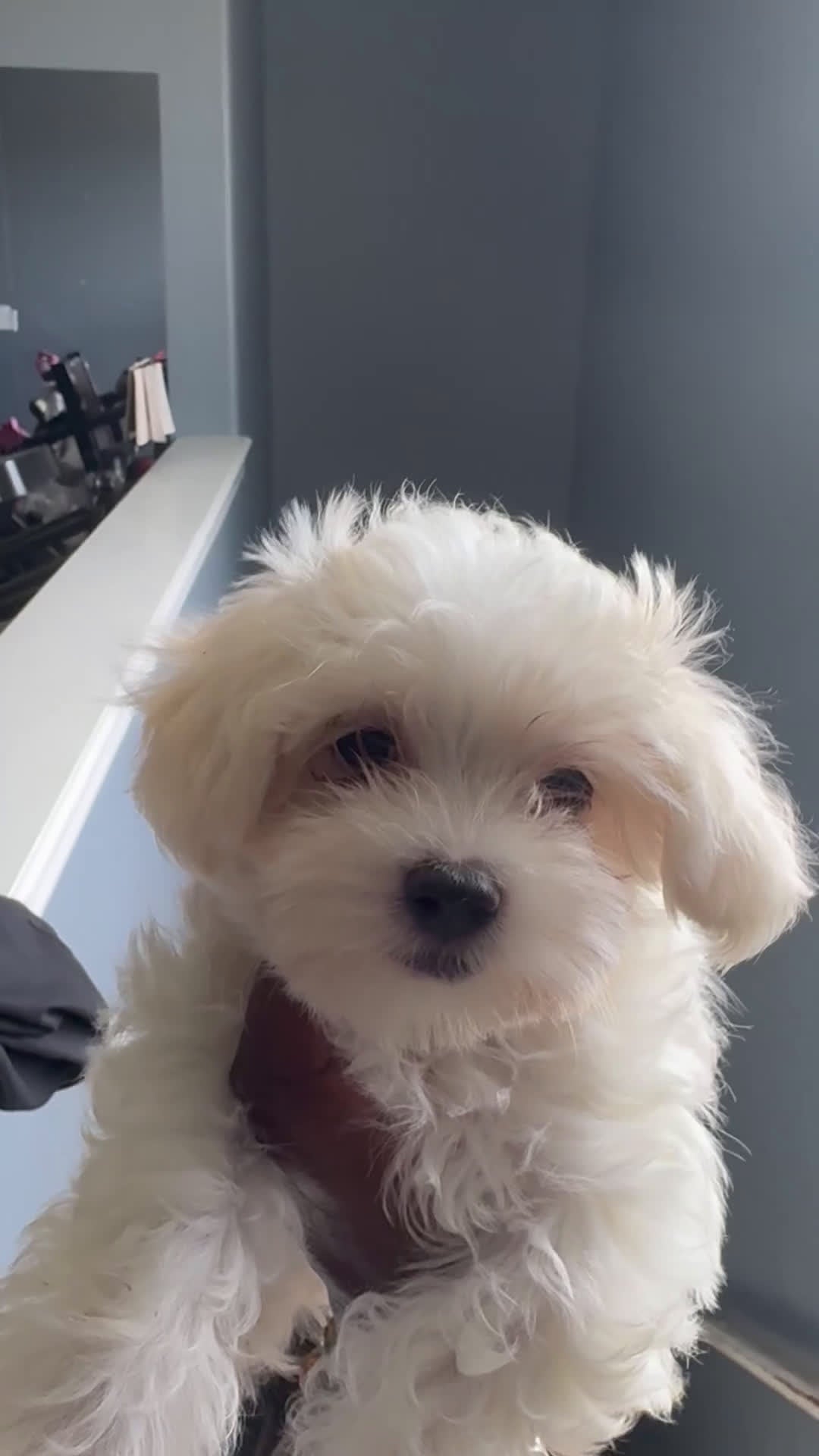 Maltese dogs for sale: Maltese Puppy 4 - Video 1