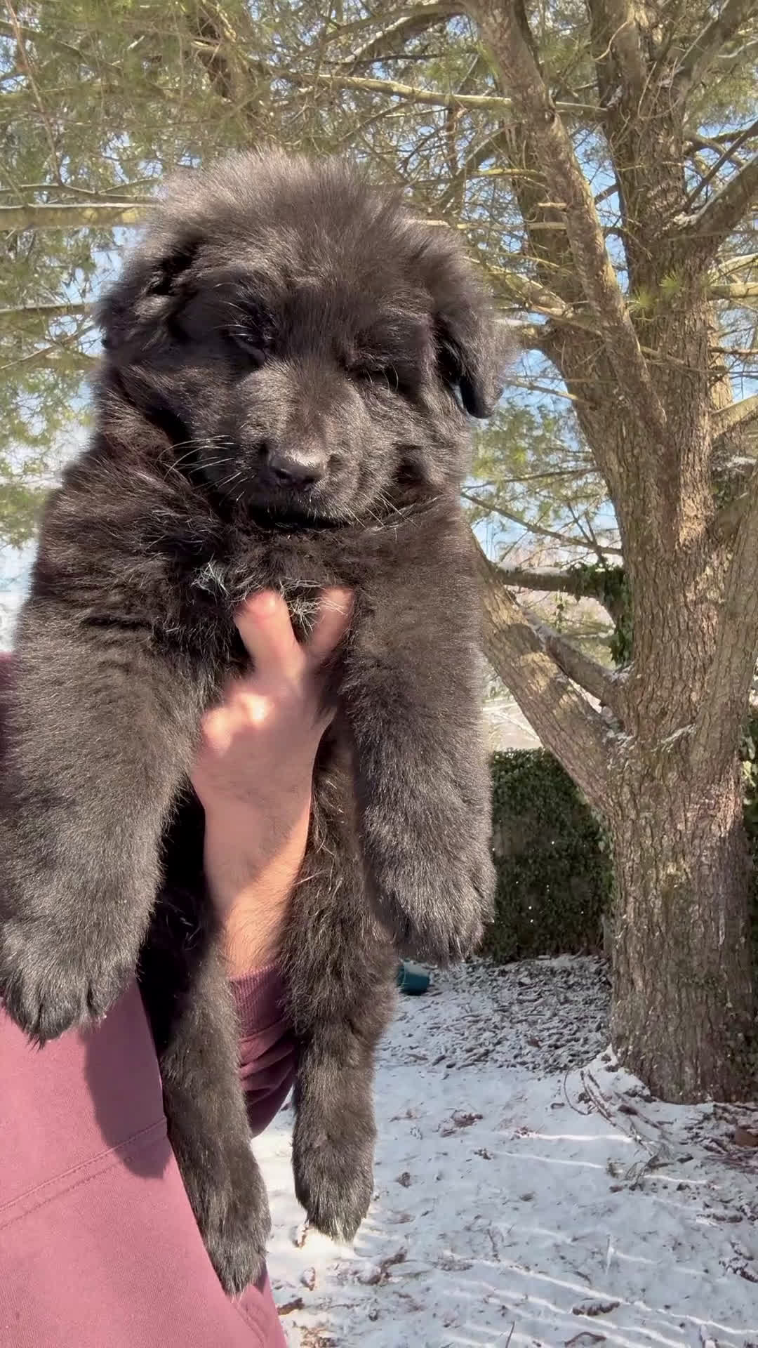 German Shepherd dogs for sale: Draco - Video 1