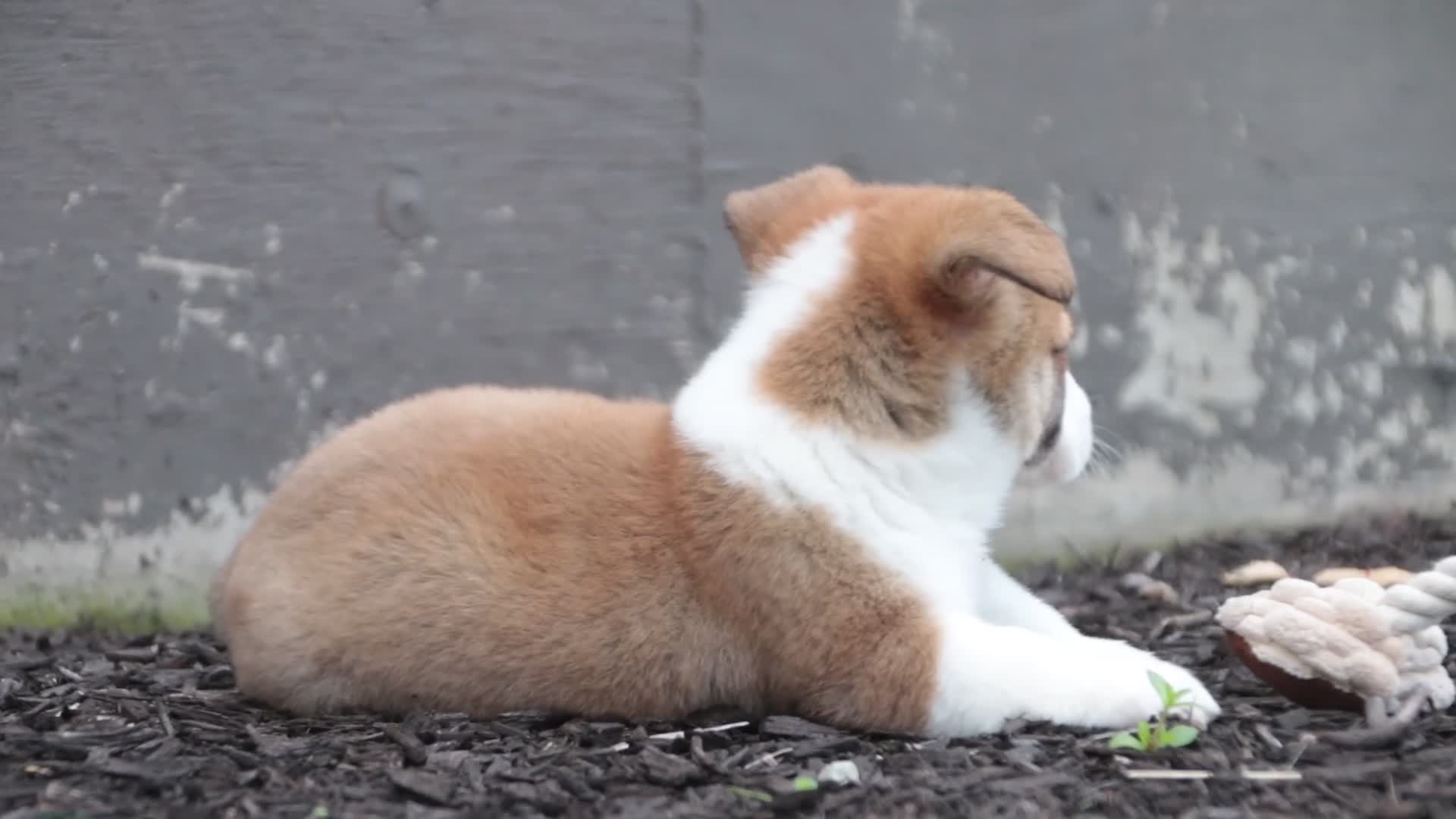 Welsh Corgi Pembroke dogs for sale: Cap'n Crunch Welsh Corgi Pembroke  - Video 1