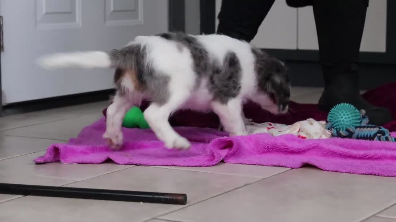 Mini Bernedoodle dogs for sale: Denver — Male —  - Video 2