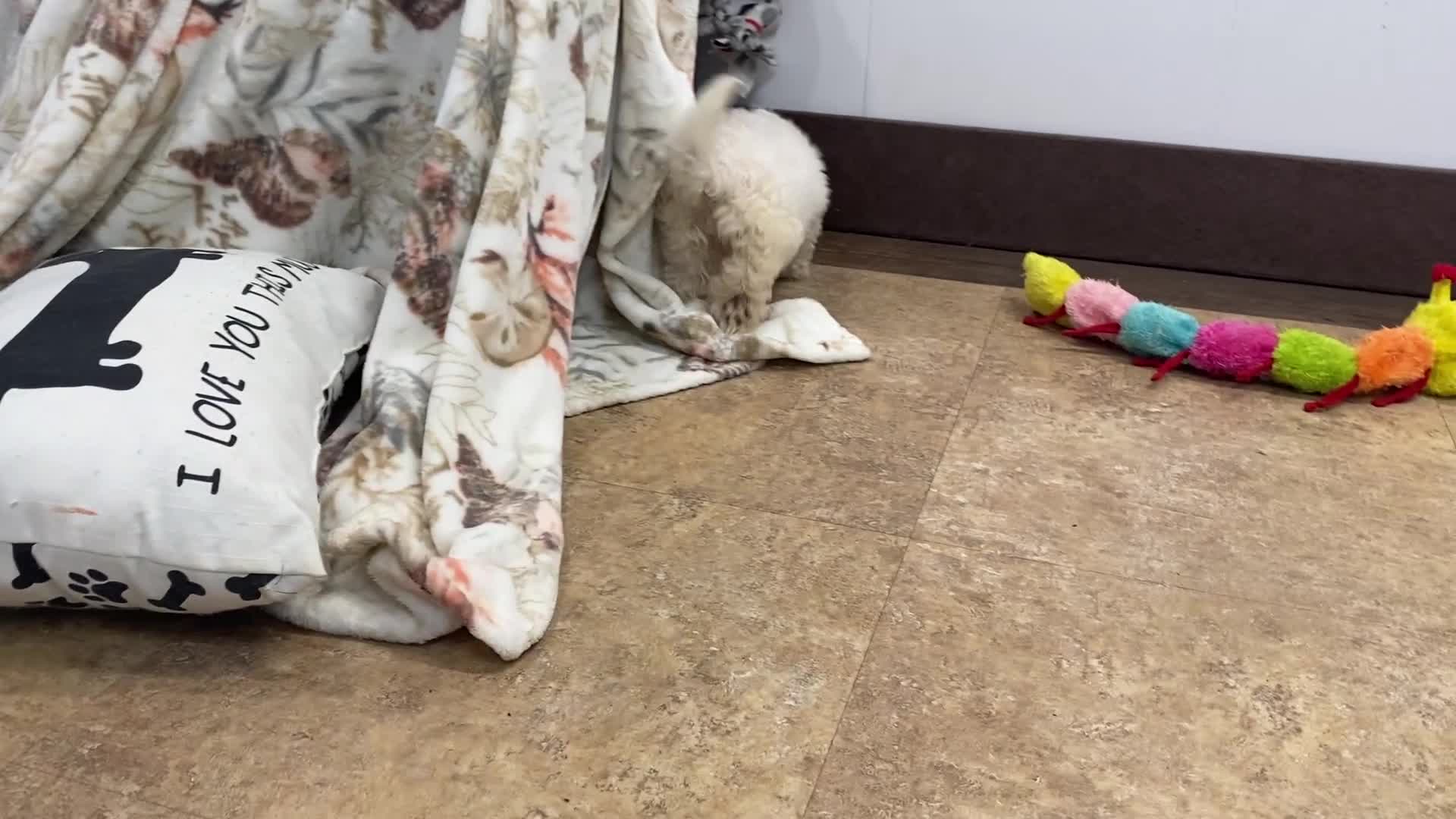 Maltipoo dogs for sale: SuAnn - Video 3