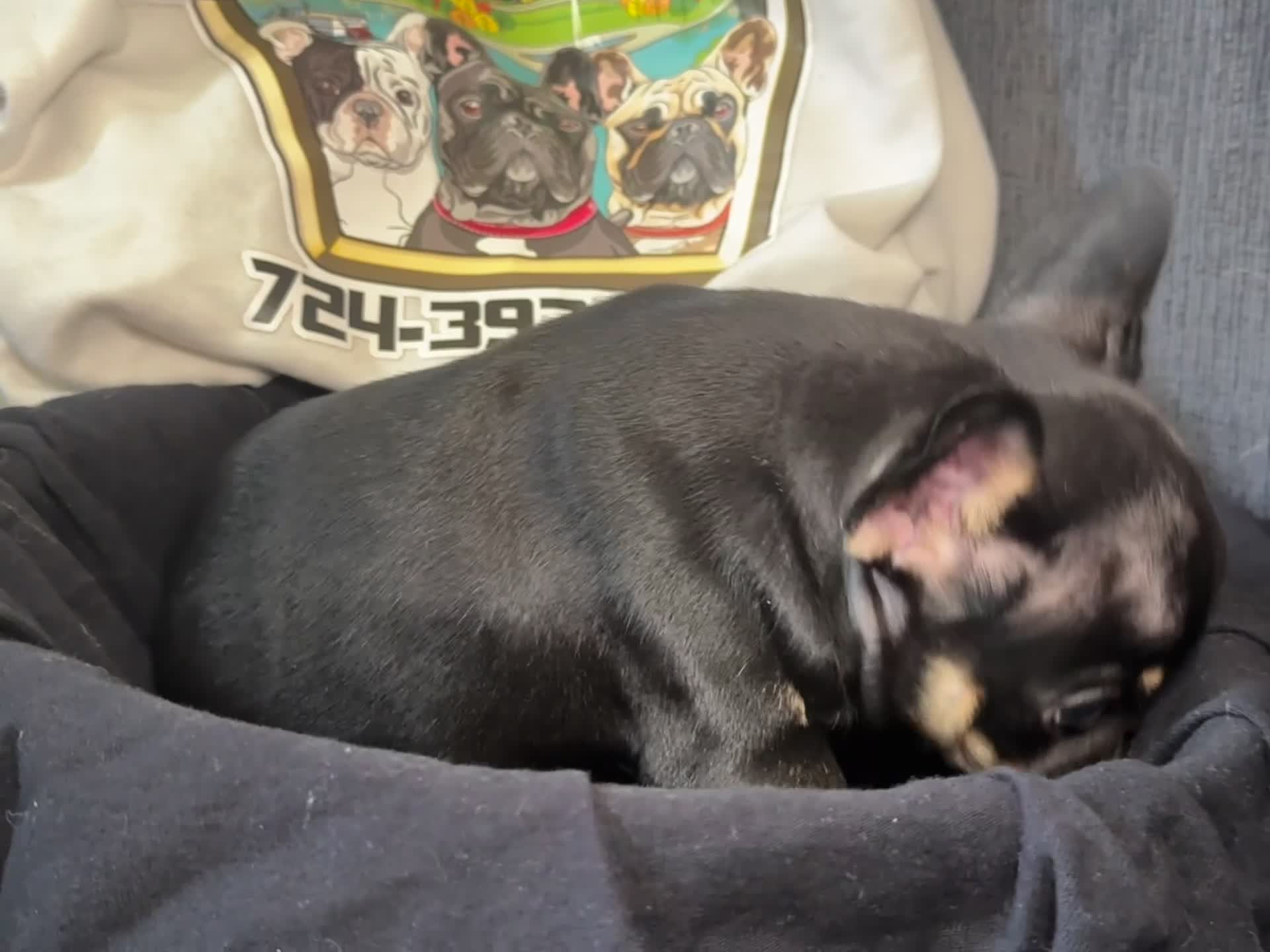 French Bulldog dogs for sale: Jumanji  - Video 1